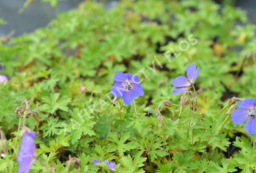 Kakost himalájský 'Alpinum' - Geranium himalayense 'Alpinum'