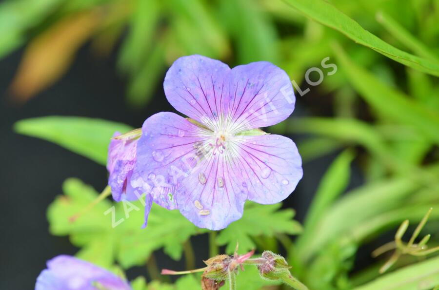 Kakost himalájský 'Alpinum' - Geranium himalayense 'Alpinum'