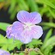 Kakost himalájský 'Alpinum' - Geranium himalayense 'Alpinum'