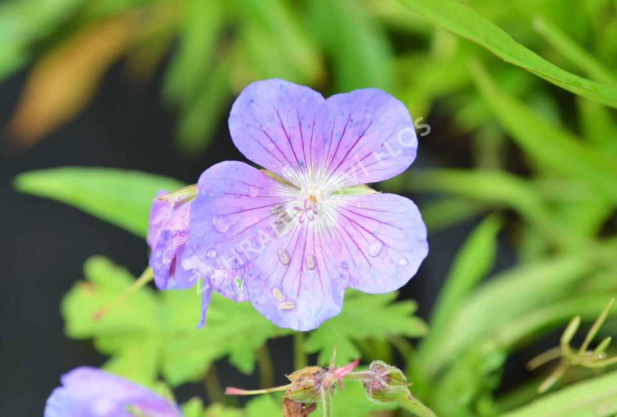 Kakost himalájský 'Alpinum' - Geranium himalayense 'Alpinum'