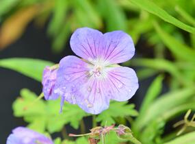 Kakost himalájský 'Alpinum' - Geranium himalayense 'Alpinum'