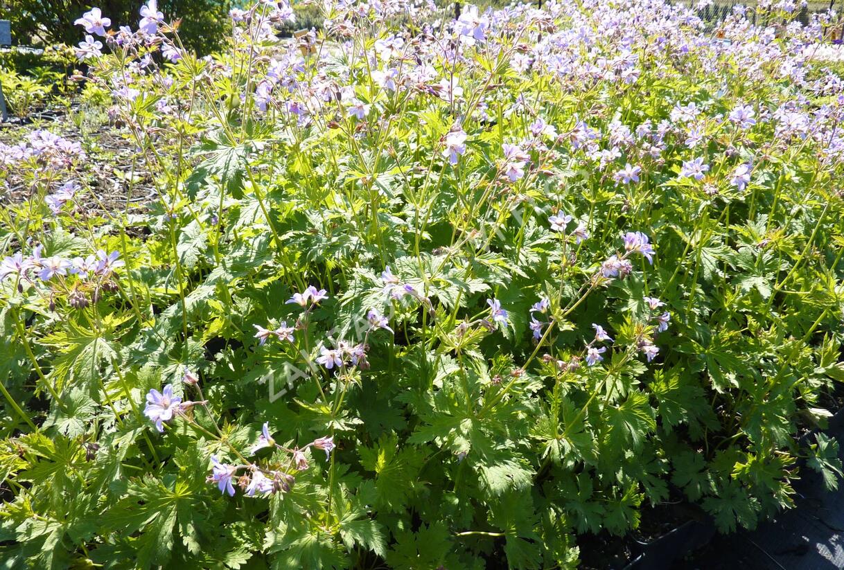 Kakost lesní 'Prelude' - Geranium sylvaticum 'Prelude'