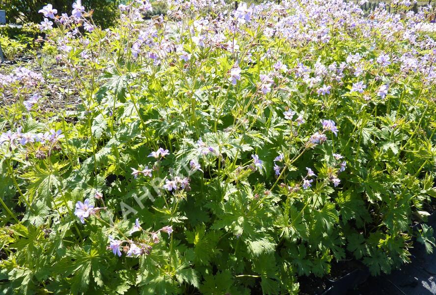 Kakost lesní 'Prelude' - Geranium sylvaticum 'Prelude'