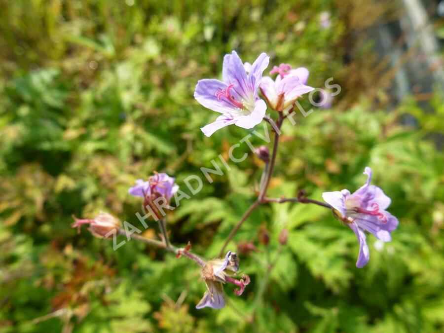 Kakost 'Prelude' - Geranium 'Prelude'