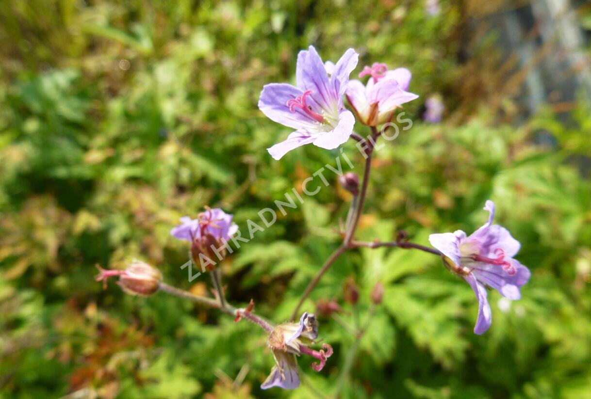 Kakost lesní 'Prelude' - Geranium sylvaticum 'Prelude'