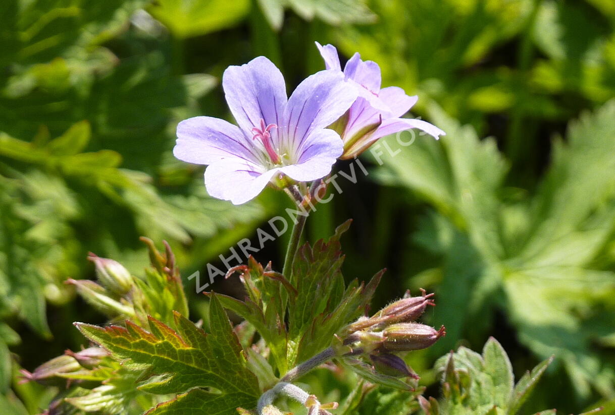 Kakost lesní 'Prelude' - Geranium sylvaticum 'Prelude'