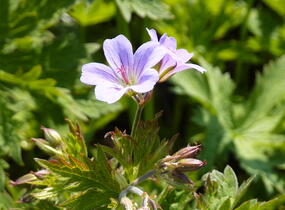 Kakost lesní 'Prelude' - Geranium sylvaticum 'Prelude'