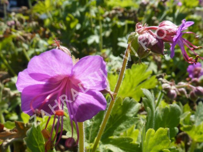 Kakost oddenkatý 'Bevan's Variety' - Geranium macrorrhizum 'Bevan's Variety'