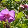 Kakost oddenkatý 'Bevan's Variety' - Geranium macrorrhizum 'Bevan's Variety'