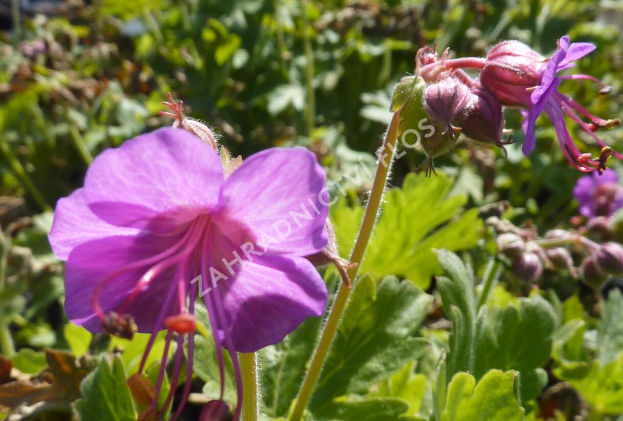 Kakost oddenkatý 'Bevan's Variety' - Geranium macrorrhizum 'Bevan's Variety'