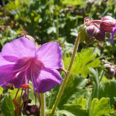 Kakost oddenkatý 'Bevan's Variety' - Geranium macrorrhizum 'Bevan's Variety'