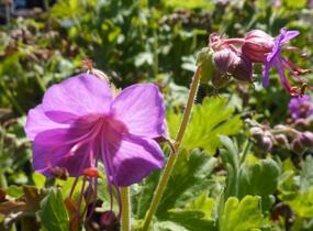Kakost oddenkatý 'Bevan's Variety' - Geranium macrorrhizum 'Bevan's Variety'
