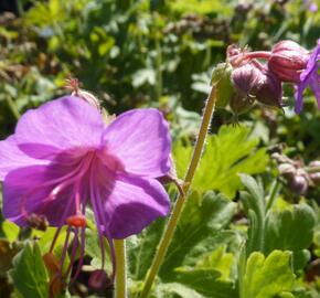 Kakost oddenkatý 'Bevan's Variety' - Geranium macrorrhizum 'Bevan's Variety'