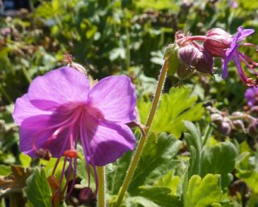 Kakost oddenkatý 'Bevan's Variety'