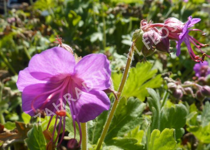 Kakost oddenkatý 'Bevan's Variety' - Geranium macrorrhizum 'Bevan's Variety'