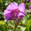 Kakost oddenkatý 'Bevan's Variety' - Geranium macrorrhizum 'Bevan's Variety'