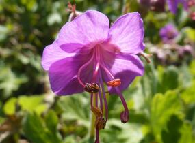 Kakost oddenkatý 'Bevan's Variety' - Geranium macrorrhizum 'Bevan's Variety'