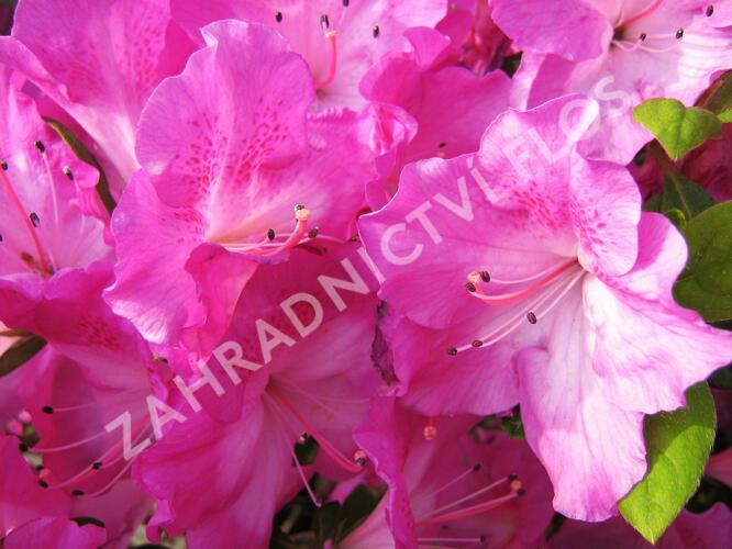 Azalka japonská 'Marta Hitchcock' - Azalea japonica 'Marta Hitchcock'