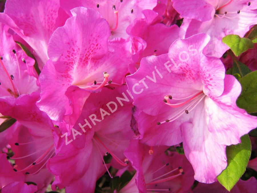 Azalka japonská 'Marta Hitchcock' - Azalea japonica 'Marta Hitchcock'