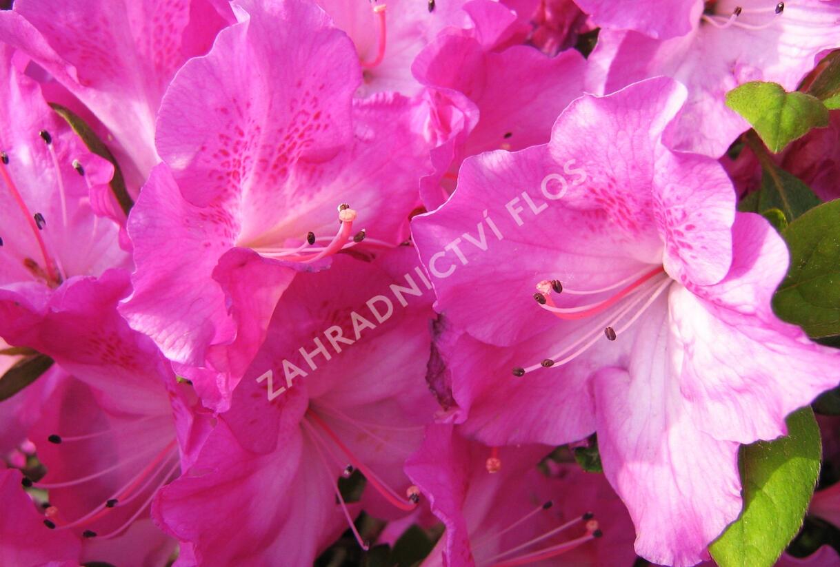 Azalka japonská 'Marta Hitchcock' - Azalea japonica 'Marta Hitchcock'