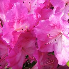Azalka japonská 'Marta Hitchcock' - Azalea japonica 'Marta Hitchcock'