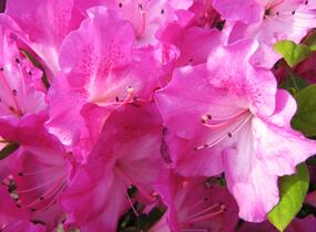 Azalka japonská 'Marta Hitchcock' - Azalea japonica 'Marta Hitchcock'
