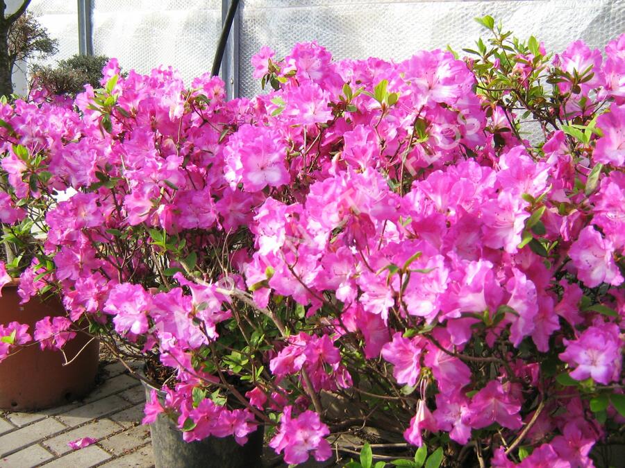 Azalka japonská 'Marta Hitchcock' - Azalea japonica 'Marta Hitchcock'