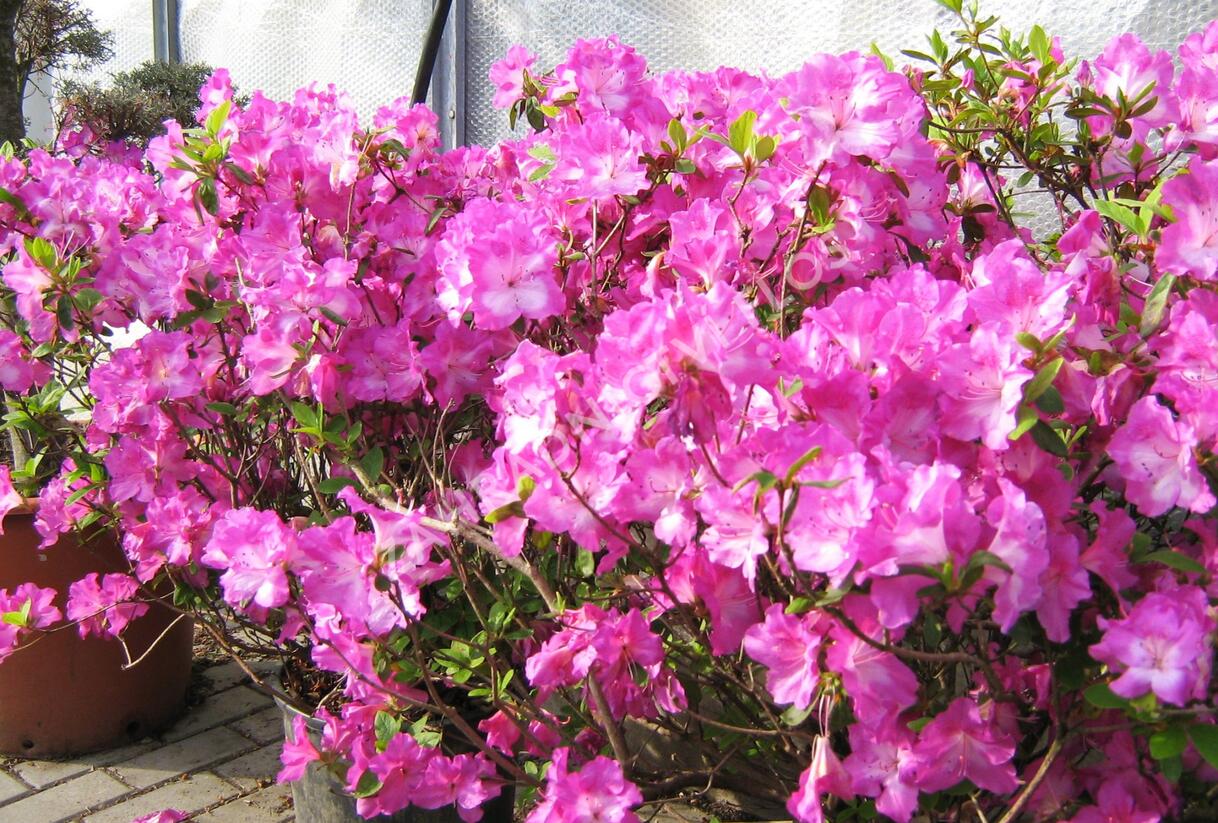 Azalka japonská 'Marta Hitchcock' - Azalea japonica 'Marta Hitchcock'