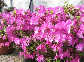 Azalka japonská 'Marta Hitchcock' - Azalea japonica 'Marta Hitchcock'