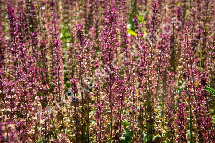 Šalvěj nádherná 'Edula Rose' - Salvia superba 'Edula Rose'