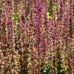 Šalvěj nádherná 'Edula Rose' - Salvia superba 'Edula Rose'