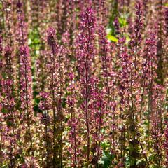 Šalvěj nádherná 'Edula Rose' - Salvia superba 'Edula Rose'