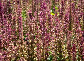 Šalvěj nádherná 'Edula Rose' - Salvia superba 'Edula Rose'
