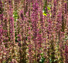 Šalvěj nádherná 'Edula Rose' - Salvia superba 'Edula Rose'