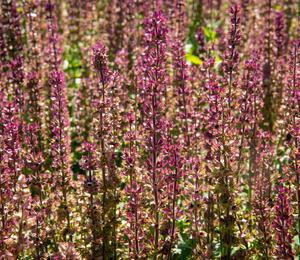 Šalvěj nádherná 'Edula Rose' - Salvia superba 'Edula Rose'