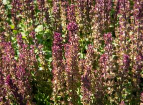Šalvěj nádherná 'Edula Rose' - Salvia superba 'Edula Rose'