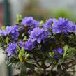 Pěnišník obtížený 'Azurika' - Rhododendron impeditum 'Azurika'