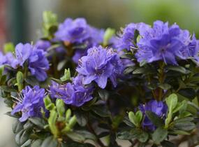 Pěnišník obtížený 'Azurika' - Rhododendron impeditum 'Azurika'
