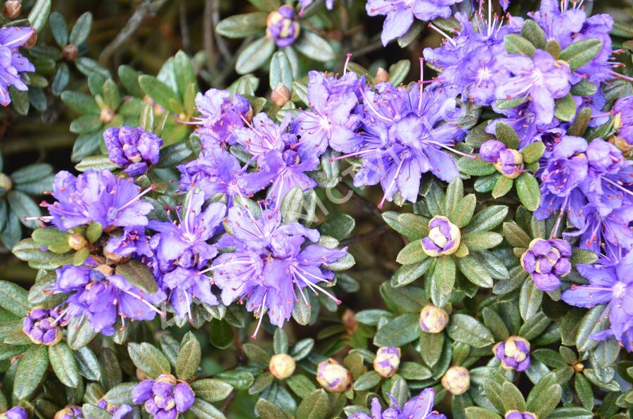 Pěnišník obtížený 'Azurika' - Rhododendron impeditum 'Azurika'