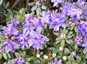 Pěnišník obtížený 'Azurika' - Rhododendron impeditum 'Azurika'