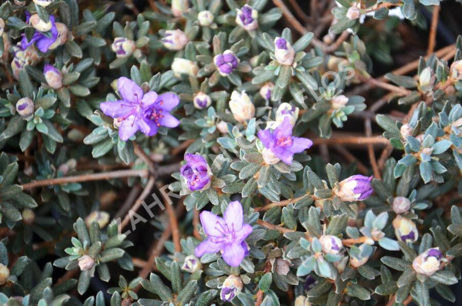 Pěnišník obtížený 'Azurika' - Rhododendron impeditum 'Azurika'