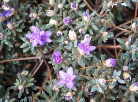 Pěnišník obtížený 'Azurika' - Rhododendron impeditum 'Azurika'
