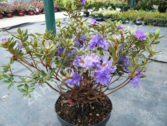 Pěnišník obtížený 'Azurika' - Rhododendron impeditum 'Azurika'