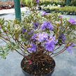 Pěnišník obtížený 'Azurika' - Rhododendron impeditum 'Azurika'