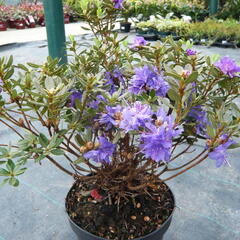 Pěnišník obtížený 'Azurika' - Rhododendron impeditum 'Azurika'