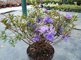 Pěnišník obtížený 'Azurika' - Rhododendron impeditum 'Azurika'