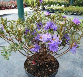 Pěnišník obtížený 'Azurika' - Rhododendron impeditum 'Azurika'