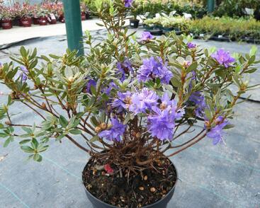 Pěnišník obtížený 'Azurika'