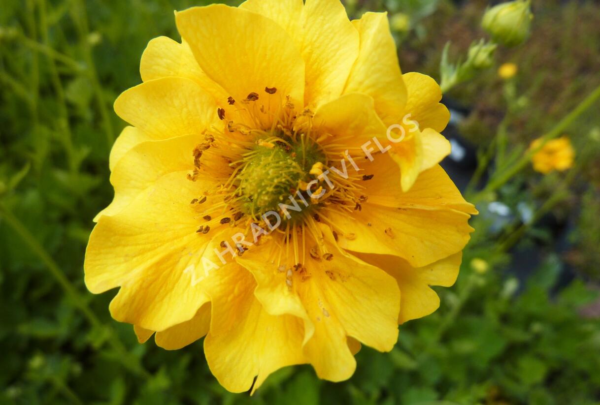 Kuklík chilský 'Goldball' - Geum chiloense 'Goldball'