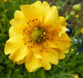 Kuklík chilský 'Goldball' - Geum chiloense 'Goldball'